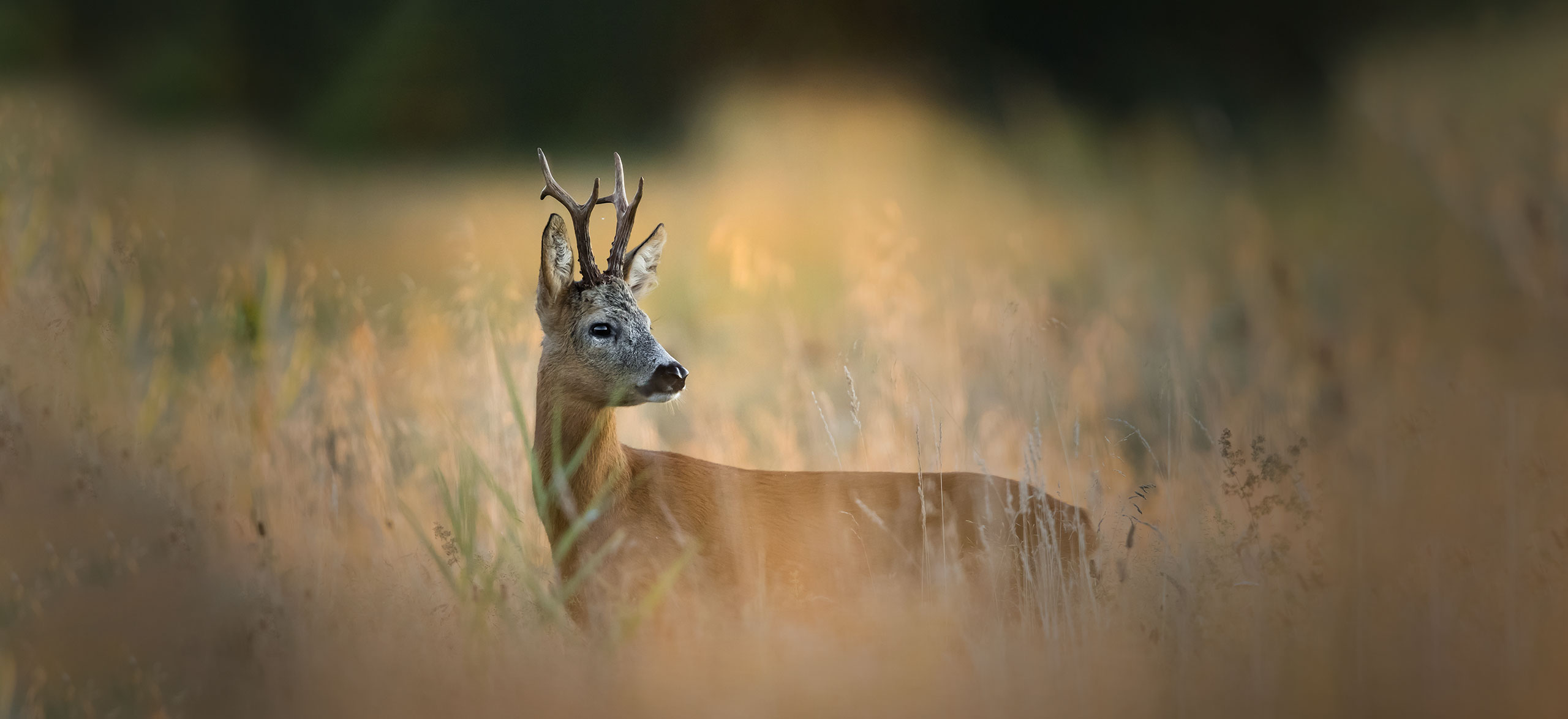 Trail-Camera-landing-page_06